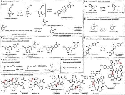 Plant Copper Metalloenzymes As Prospects for New Metabolism Involving Aromatic Compounds